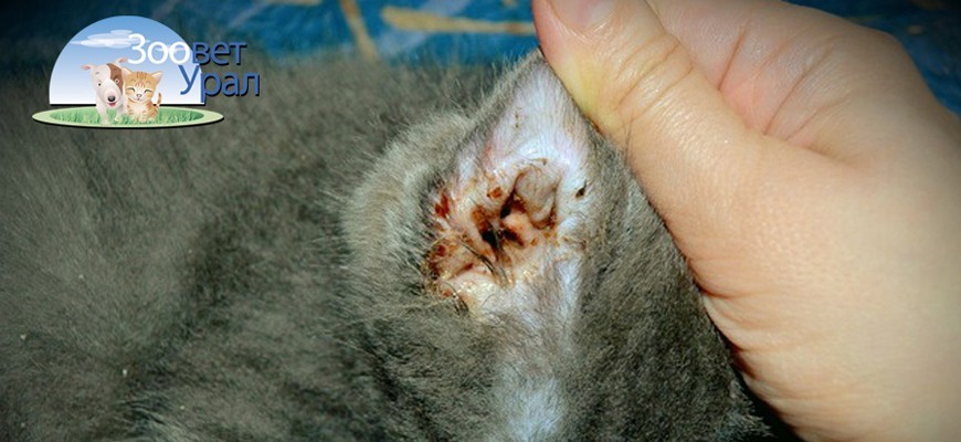 Симптомы отодектоза у кошек
