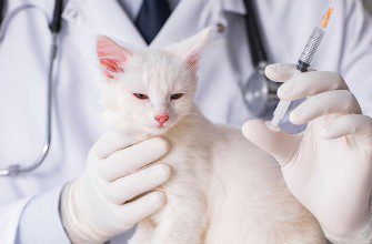 Вакцинация кошки