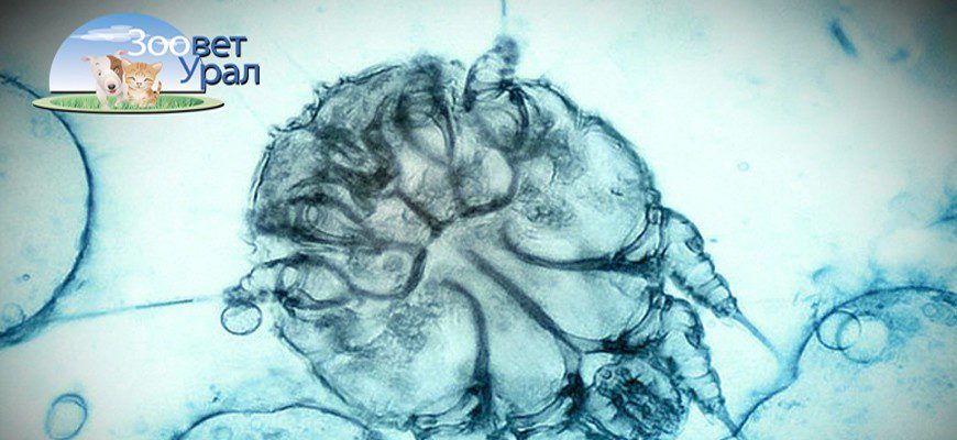Возбудитель саркоптоза у собак