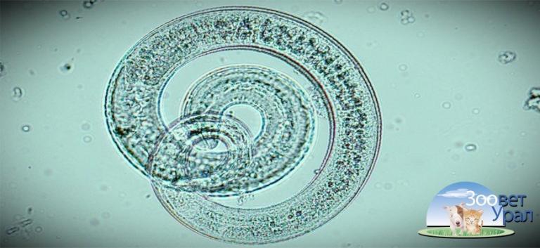 Трихинеллез под микроскопом как выглядит фото