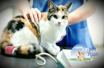 Послеоперационное кормление кошек: правила и рекомендации