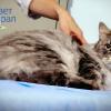 Уход за котом после кастрации
