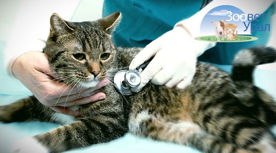 Мочекаменная болезнь кошек