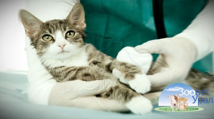 Демодекоз у кошек симптомы и лечение фото