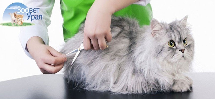 Модные стрижки кошек без стресса и порезов | Зоовет-Урал