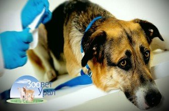 Почему собака кашляет: причины, симптомы и лечение